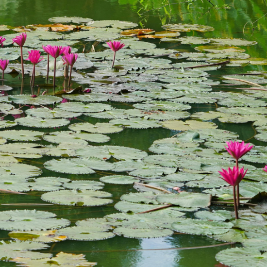 Een kristalheldere vijver in de zomer: zo geniet u (zonder groene frustraties) van uw waterparadijs