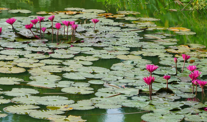 Een kristalheldere vijver in de zomer: zo geniet u (zonder groene frustraties) van uw waterparadijs